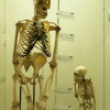 POČÁTKY ČLOVĚKA ve světle nejaktuálnějších antropologických poznatků